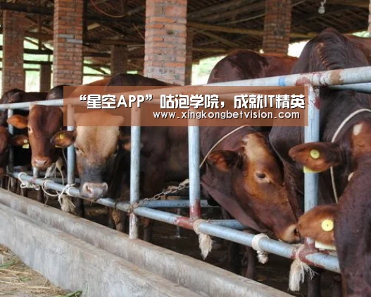 “星空APP”咕泡学院，成就IT精英