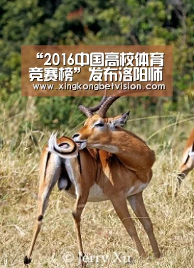 “2016中国高校体育竞赛榜”发布洛阳师院列第65位：星空体育
